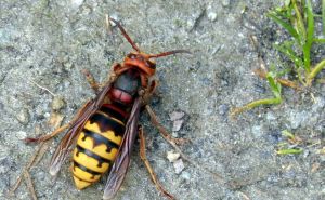 Ubod stršljena može izazvati ozbiljne probleme: Ovo treba napraviti u slučaju napada