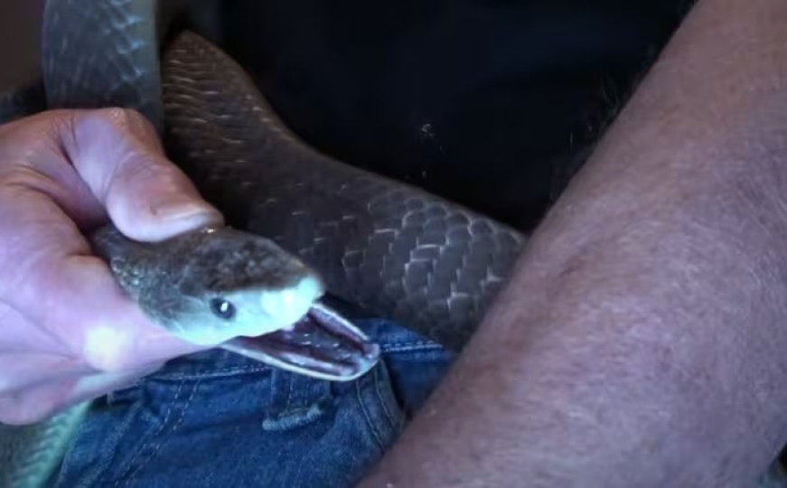 Čovjek koji je preživio više od 200 ugriza zmija: "Umro sam, ali sam se vratio"