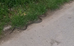 Zmija snimljena na Stojčevcu, građani: "Ne dirajte je. Ne dira ni ona vas"