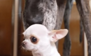 Prijateljstvo iznad svega: Susreli se najviši i najniži pas na svijetu, a evo koliko su visoki