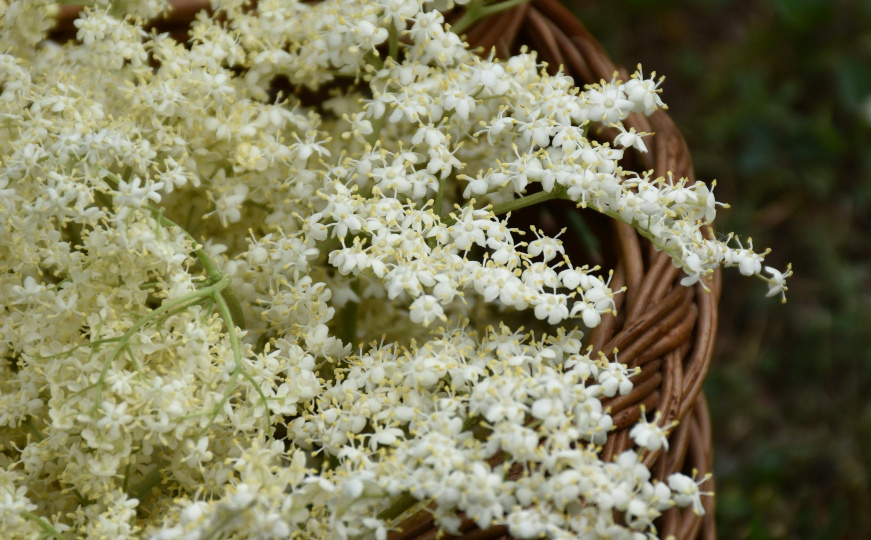 Miriše na djetinjstvo i osvježava dušu: Napravite sirup od zove, jednostavnije ne može
