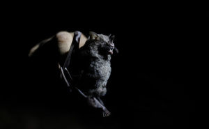 Mnogi tvrde da je tačno: Da li se šišmiši stvarno mogu zapetljati u kosu?