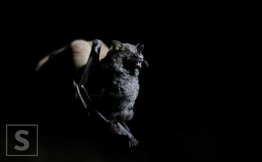 Mnogi tvrde da je tačno: Da li se šišmiši stvarno mogu zapetljati u kosu?