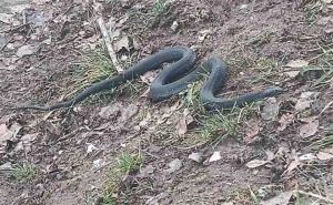 Veterinarka savjetuje šta učiniti ako naiđete na zmiju: Na ovaj način neće napasti