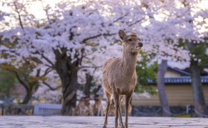 Park Nara: Dom znamenitosti i jelena u srcu Japana
