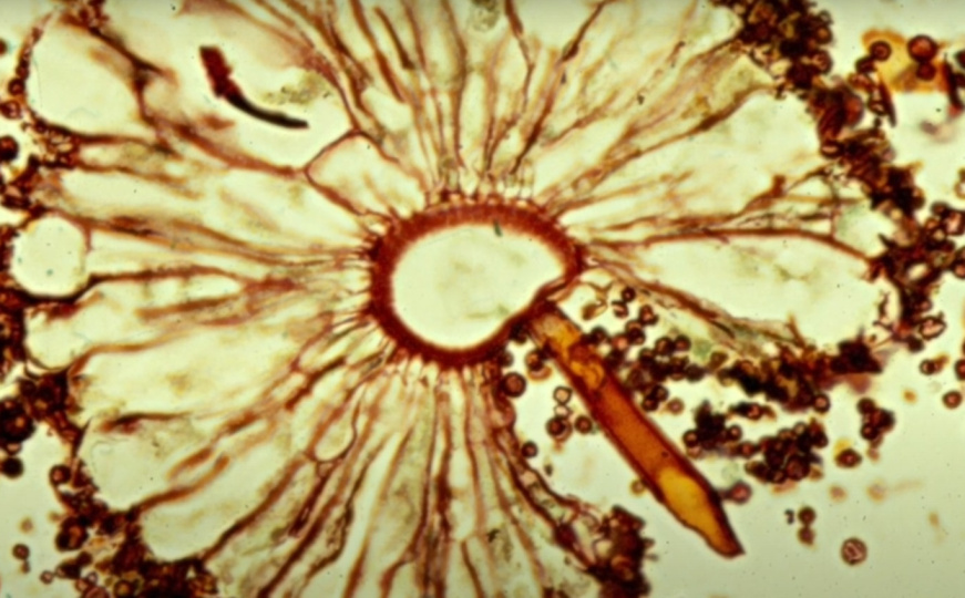 Klimatske promjene: Naučnici tvrde da bi se opasna gljivica mogla proširiti dijelovima Europe