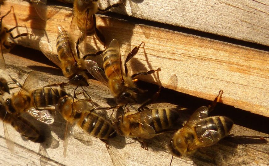 Uvijek razmišljajte o ekosistemu: Uzgajajte prirodne oprašivače u vašem vrtu