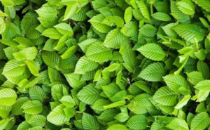 Mozgalica za one sa savršenim fokusom: Rijetki će pronaći skakavca za manje od 10 sekundi