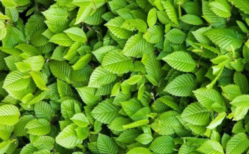 Mozgalica za one sa savršenim fokusom: Rijetki će pronaći skakavca za manje od 10 sekundi