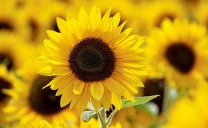 Najbolji način za sadnju suncokreta: Izgledat će savršeno