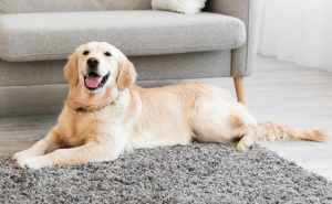 Ljubav bez stresa: Ovo su greške koje mogu uznemiriti vašeg psa