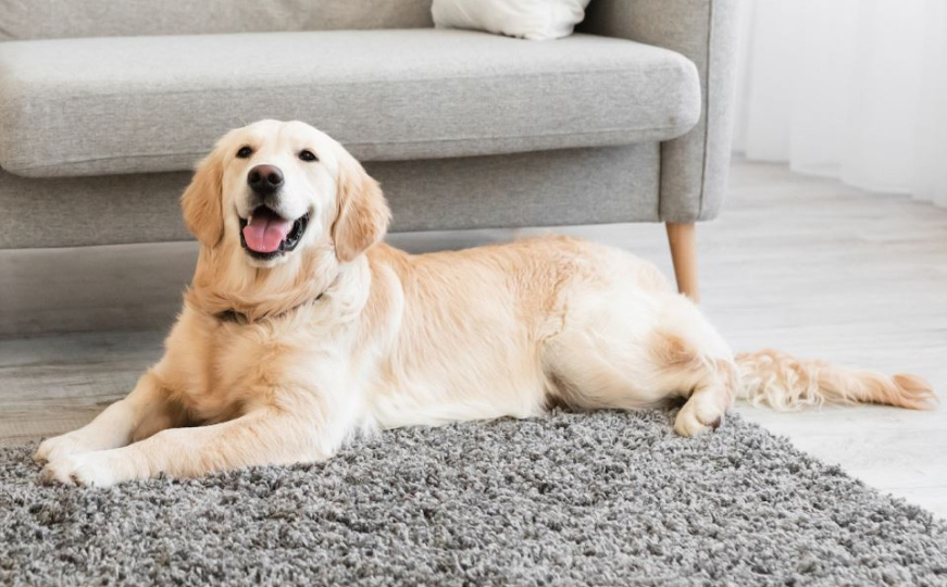 Ljubav bez stresa: Ovo su greške koje mogu uznemiriti vašeg psa