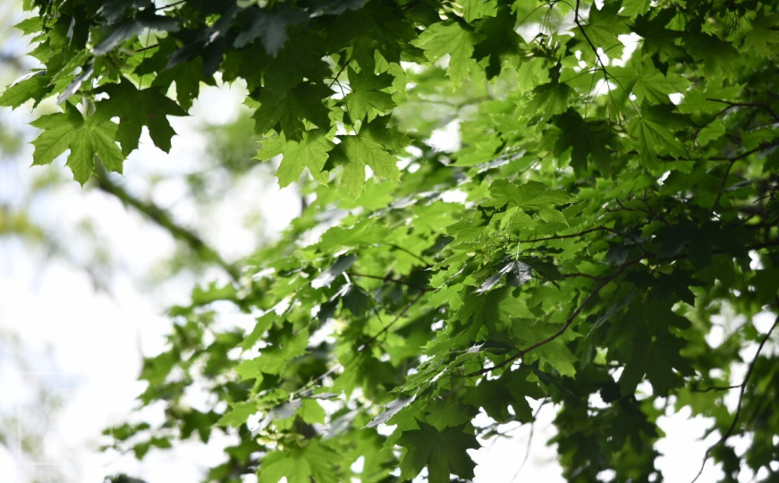 Stigla je prognoza do 23. maja: Pripremite se - bit će i kiše, a i natprosječno vrelih dana