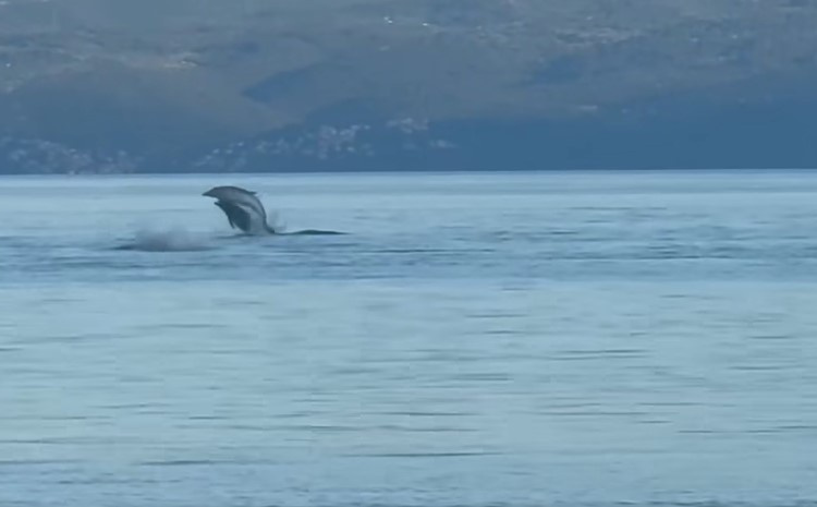 Spektakl u Jadranskom moru: Ples jata dupina oduševio mještane i turiste