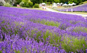 Lavanda nikad bujnija: Dodajte joj ovaj jednostavan dodatak za bogat cvat