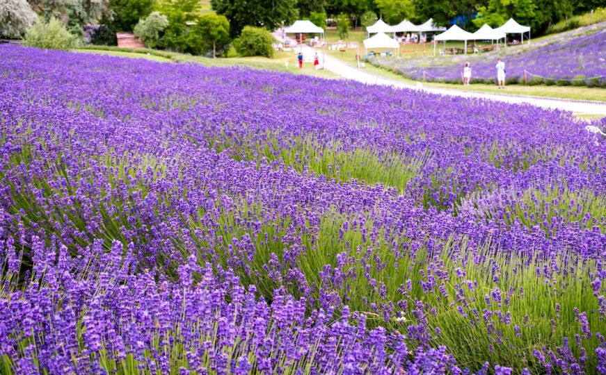 Lavanda nikad bujnija: Dodajte joj ovaj jednostavan dodatak za bogat cvat