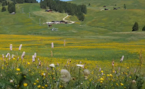 Ova proljetna biljka pomaže vašoj jetri: Donosimo jednostavan recept za njenu upotrebu