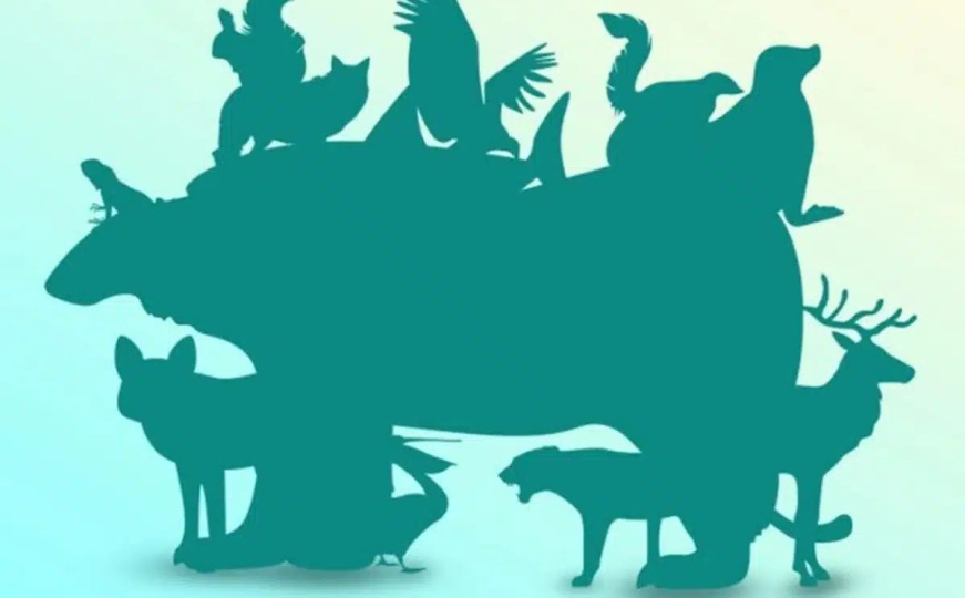 Mozgalica kao test opažanja: Koliko životinja vidite na fotografiji? Mnogi će pogriješiti