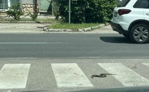 Zmija na pješačkom prijelazu? Evo šta je danas iznenadilo Mostarce i turiste