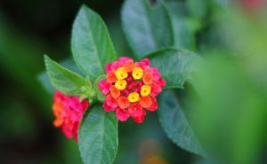 Za lijep miris toaleta: Tri vrste cvijeća koje se osjete kao "parfem"