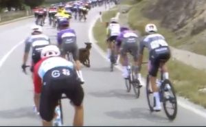 Neočekivan događaj tokom Giro d'Italia: Koza skočila na biciklistu tokom utrke