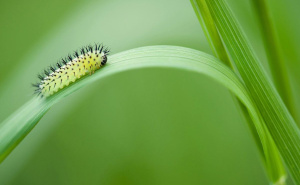 Trik za koji niko ne zna: Ovo vam treba da zaštitite biljke od gusjenica