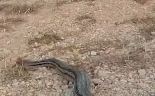 'Zmijski car' od tri metra preplašio stanovnike: 'Strah nas je ići napolje, nije nam svejedno'