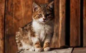 Fascinantno objašnjenje: Evo zašto se mačke čudno ponašaju kada ugledaju pticu