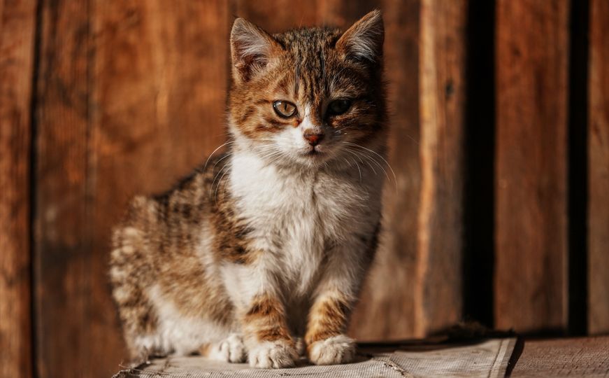 Fascinantno objašnjenje: Evo zašto se mačke čudno ponašaju kada ugledaju pticu