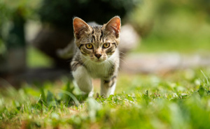 Savjeti i trikovi: Zašto je fizička aktivnost ključna za zdravlje vaše mačke?