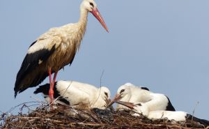 Dok grad razara sve, ona nepomično stoji: Majka roda zaštitila svoje ptiće tokom nevremena