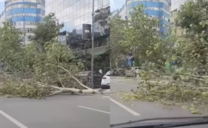Nevrijeme diljem regiona: Vjetar obarao stabla u Srbiji, brojni problemi u Hrvatskoj