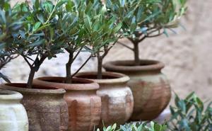 Drevni sistem za zalijevanje biljaka: Odličan za period vrućih ljetnih mjeseci