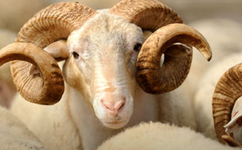 Zašto je kurban obaveza muslimana? 'Najpreče je pomoći nevoljnika, ponekad ih zaboravljamo'