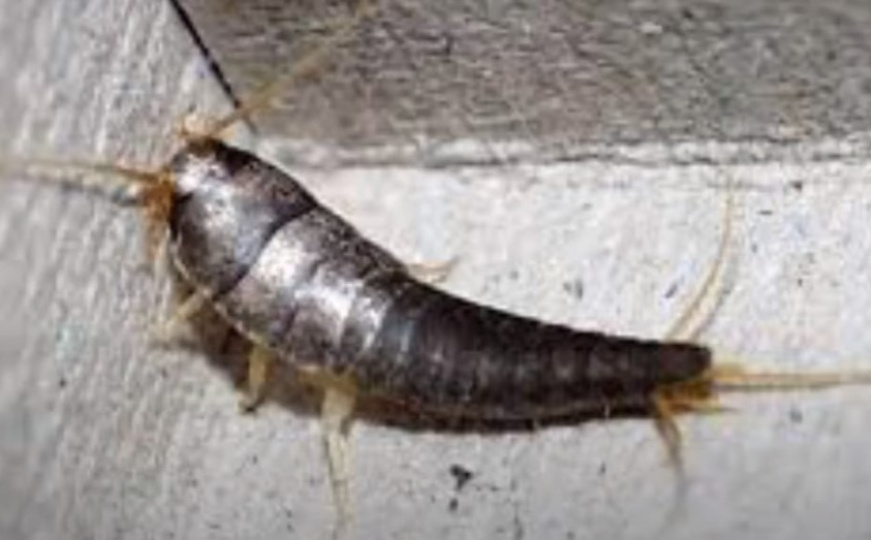 Spriječite širenje ovog insekta: Možete ga pronaći u mračnim i zaboravljenim uglovima vašeg doma