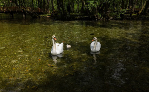 Maj i mirna, sunčana subota na Vrelu Bosne: Labuđa porodica obradovala mnoge