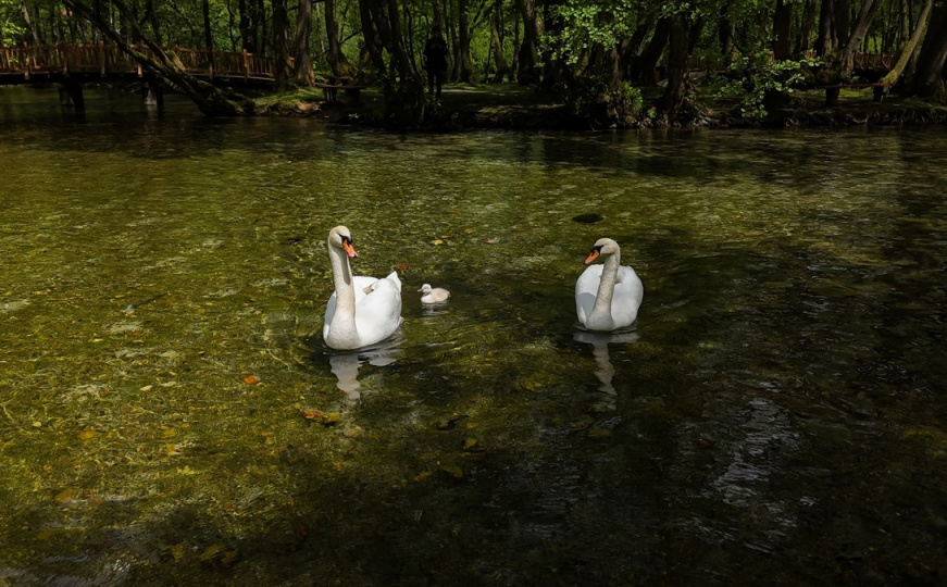 Maj i mirna, sunčana subota na Vrelu Bosne: Labuđa porodica obradovala mnoge
