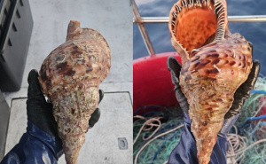 Iznimno rijetka i strogo zaštićena vrsta snimljena na hrvatskom otoku: Može narasti do 45 cm