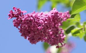 Tajne jorgovana: Osim što lijepo miriše, jako je koristan za kosti i zglobove