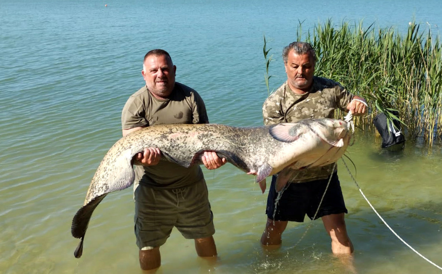 Nevjerovatan ulov u Vranskom jezeru: 'Izgleda kao krokodil, a teži 70 kilograma'