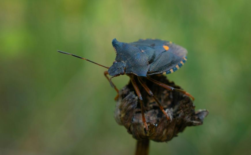Insektolog otkriva kako da se riješite smrdibuba: Samo poprskajte ovo po prozorima