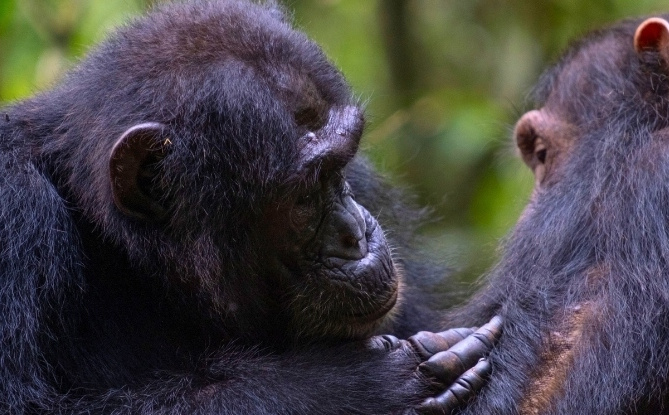 Sve je više dokaza: Čimpanze u divljini rade nešto isto kao ljudi