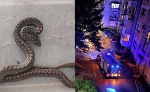 Drama u Konjicu: Poskok ušao u stan i sakrio se u namještaj