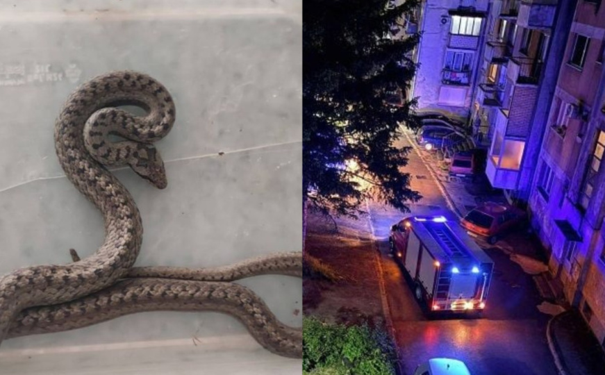Drama u Konjicu: Poskok ušao u stan i sakrio se u namještaj