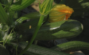 Savjet za svakoga ko uzgaja tikvice: Metoda koja će uštediti prostor u vašem vrtu