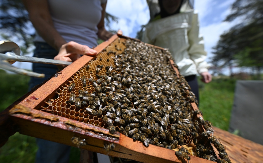 Inovacije u pčelarstvu: Spajanje tradicionalnog znanja sa modernom tehnologijom