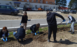 Borba protiv klimatskih promjena: BiH predvodi najveću koordinisanu sadnju medonosnog drveća