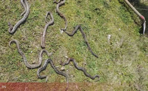 Jezive scene u BiH: Muškarac pronašao čak sedam poskoka u dvorištu, mještani u panici