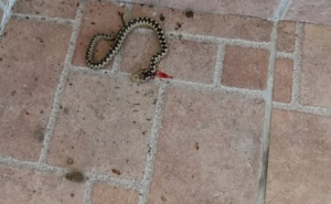 "Poskok pred kućnim vratima": Zmije ovih dana izlaze iz skrovišta - šta treba znati u sezoni ugriza