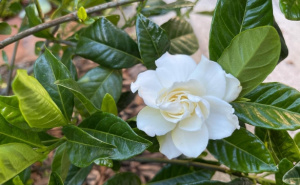 Neka vaš vrt bude oaza mirisa: Posadite ovih 7 biljaka i uživajte u prirodnoj aromaterapiji